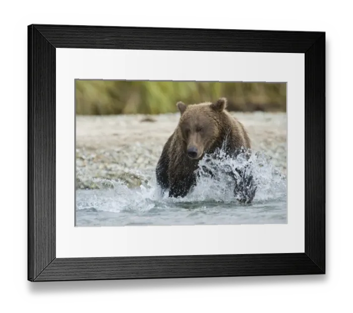 Framed Print : USA, North America, Alaska