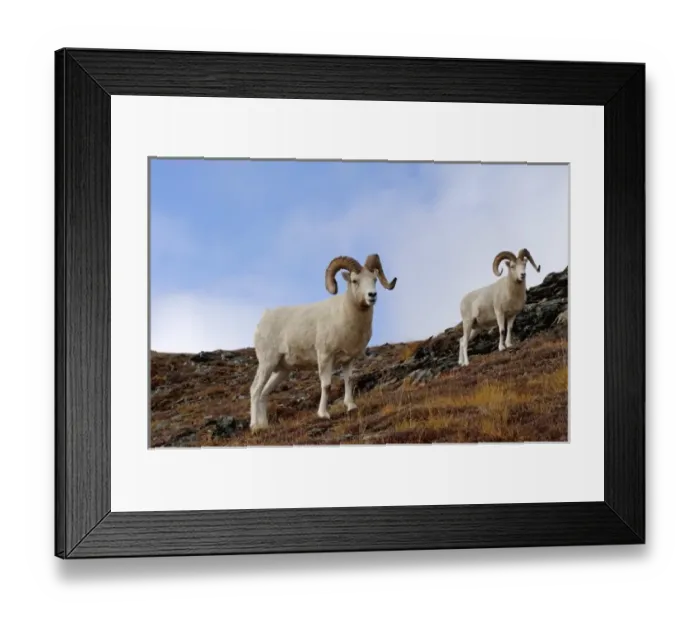 Framed Print : dall sheep, Ovis dalli, rams on a hillside during fall colors, Mount Margaret, Denali National Park Framed Print : dall sheep, Ovis dalli, rams on a hillside during fall colors, Mount Margaret, Denali National Park