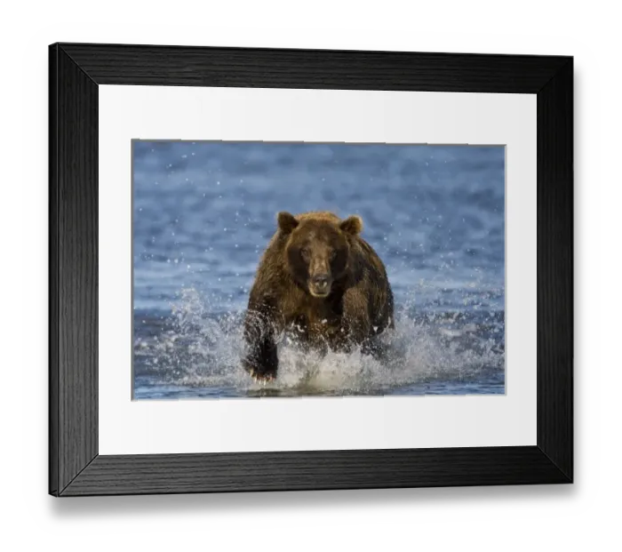 Framed Print : USA. Alaska. Coastal Brown Bear fishing for salmon at Silver Salmon Creek in Lake Clark NP