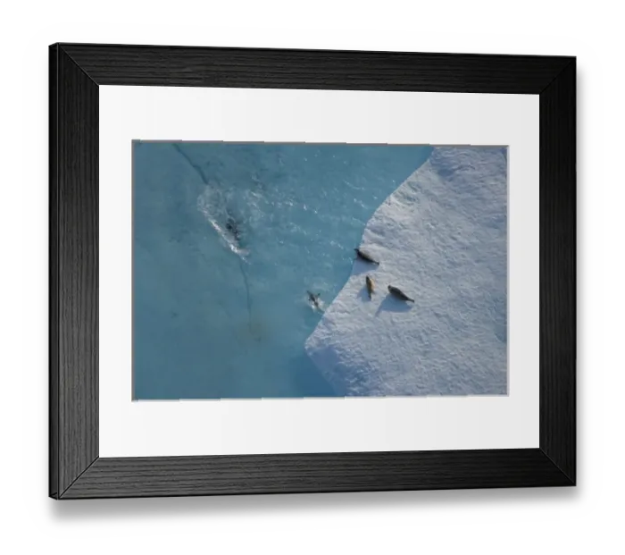 Framed Print : Ringed seals, Phoca hispida, on multi-layer ice with exit hole underneath to ocean Framed Print : Ringed seals, Phoca hispida, on multi-layer ice with exit hole underneath to ocean