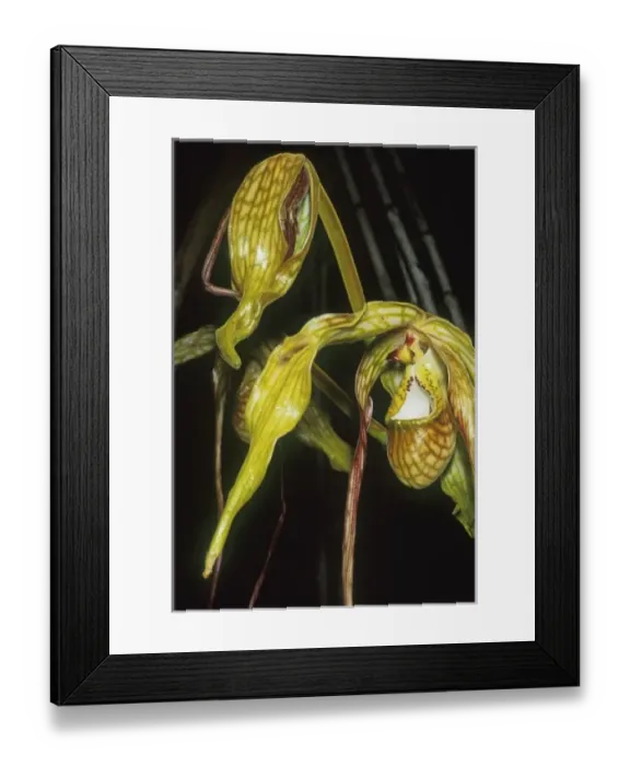 Framed Print : South America, Peru Framed Print : South America, Peru