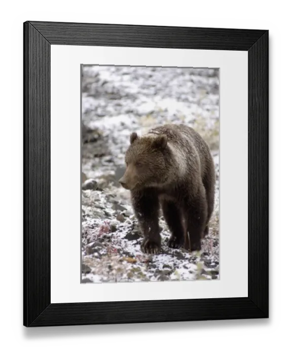 Framed Print : brown bear, Ursus arctos, grizzly bear, Ursus horribils, looking for food after first Framed Print : brown bear, Ursus arctos, grizzly bear, Ursus horribils, looking for food after first