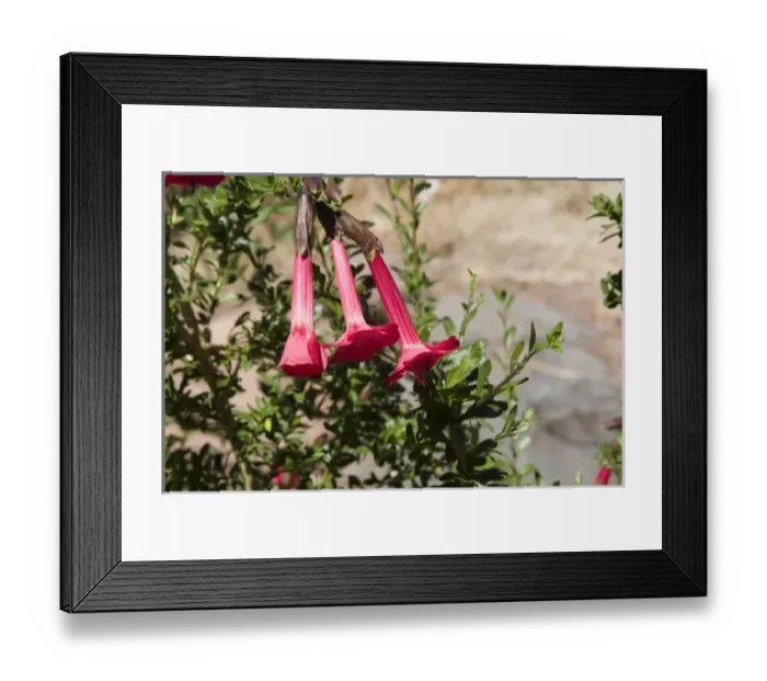 Framed Print : South America, Peru