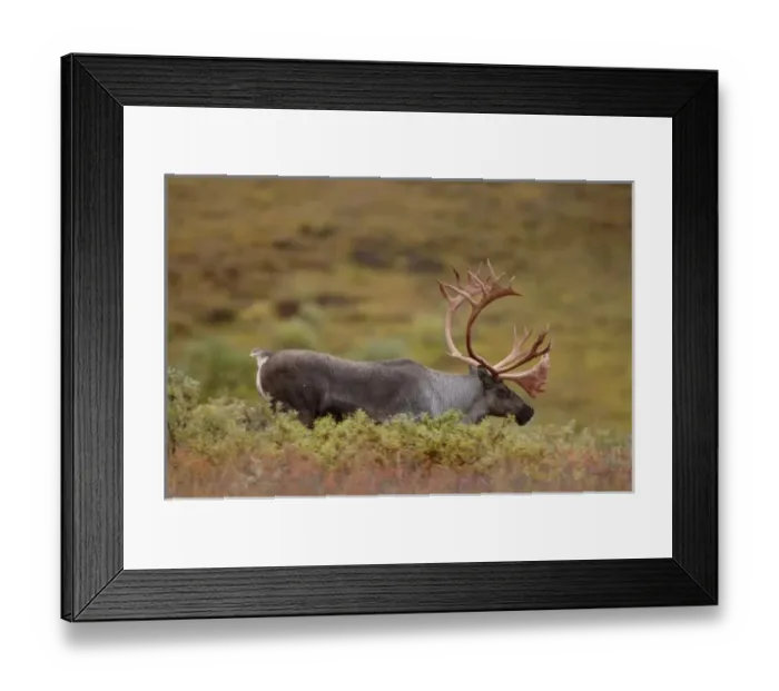 Framed Print : caribou, Rangifer tarandus, bull feeding on fall vegetation in Denali National Park Framed Print : caribou, Rangifer tarandus, bull feeding on fall vegetation in Denali National Park