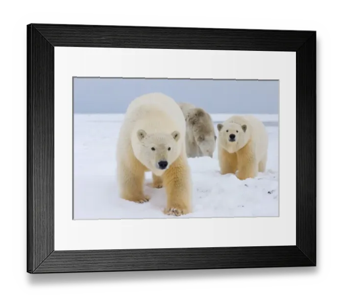 Framed Print : USA, North America, Alaska