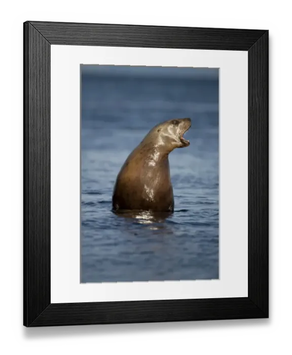 Framed Print : USA, Alaska, Tongass National Forest, Steller sea lion (Eumetopias jubatus) emerging Framed Print : USA, Alaska, Tongass National Forest, Steller sea lion (Eumetopias jubatus) emerging