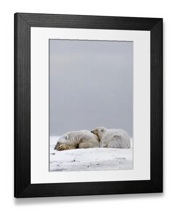Framed Print : polar bear, Ursus maritimus, sow with cub sleeping on the pack ice, 1002 coastal plain