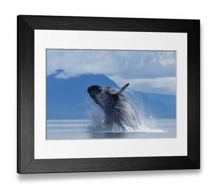 Framed Print : USA, Alaska, Tongass National Forest, Humpback Whale (Megaptera novaengliae) breaches