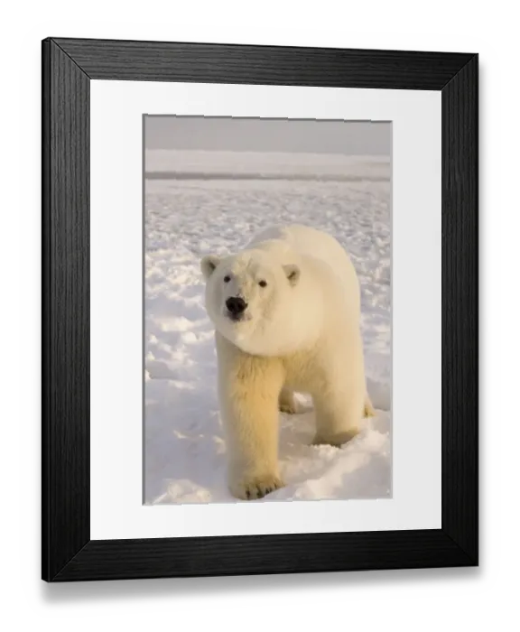 Framed Print : USA, North America, Alaska