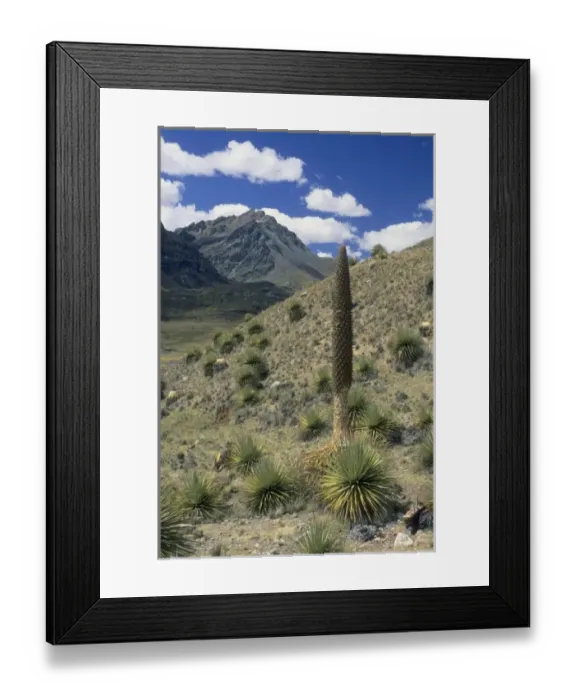 Framed Print : Puya, (Puya raimondii), worlds largest inflorescence, Huascaran National Park, Peru