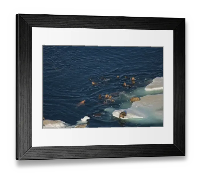 Framed Print : walrus, Odobenus rosmarus, herds resting and swimming around chunks of pack ice during Framed Print : walrus, Odobenus rosmarus, herds resting and swimming around chunks of pack ice during