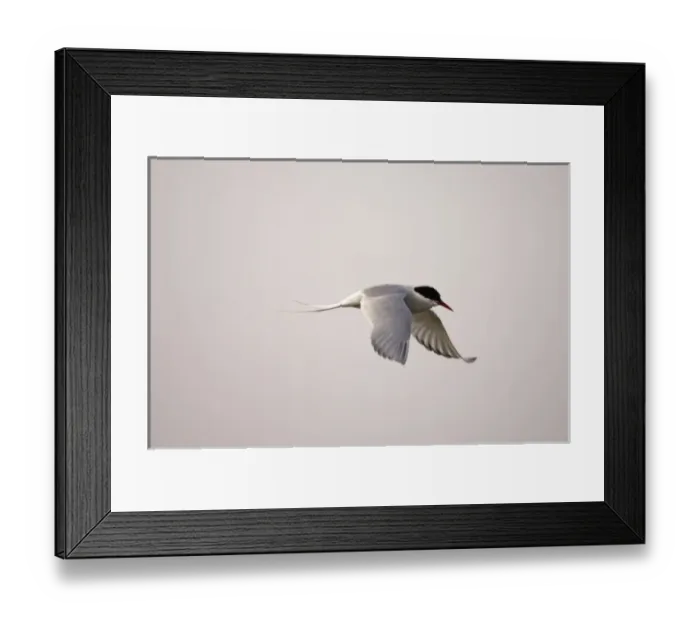 Framed Print : arctic tern, Sterna paradisaea, in flight along the Arctic coast, off Point Barrow Framed Print : arctic tern, Sterna paradisaea, in flight along the Arctic coast, off Point Barrow
