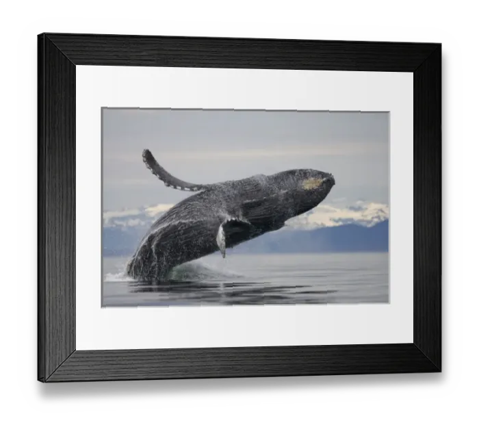 Framed Print : USA, Alaska, Tongass National Forest, Humpback Whale (Megaptera novaengliae) breaching