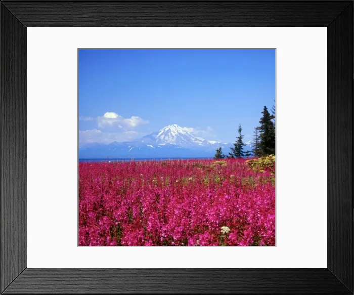 Framed Print : North America, USA, Alaska, Mt, Redoubt and Fireweed from Kenai Peninsula over Cook Inlet Framed Print : North America, USA, Alaska, Mt, Redoubt and Fireweed from Kenai Peninsula over Cook Inlet