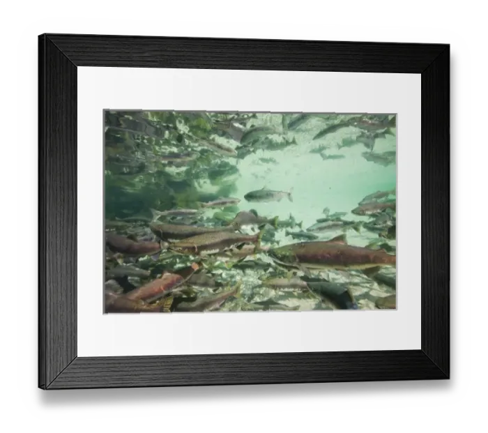 Framed Print : USA, Alaska, Katmai National Park, Underwater view of spawning Chum Salmon (Oncorhynchus keta) Framed Print : USA, Alaska, Katmai National Park, Underwater view of spawning Chum Salmon (Oncorhynchus keta)