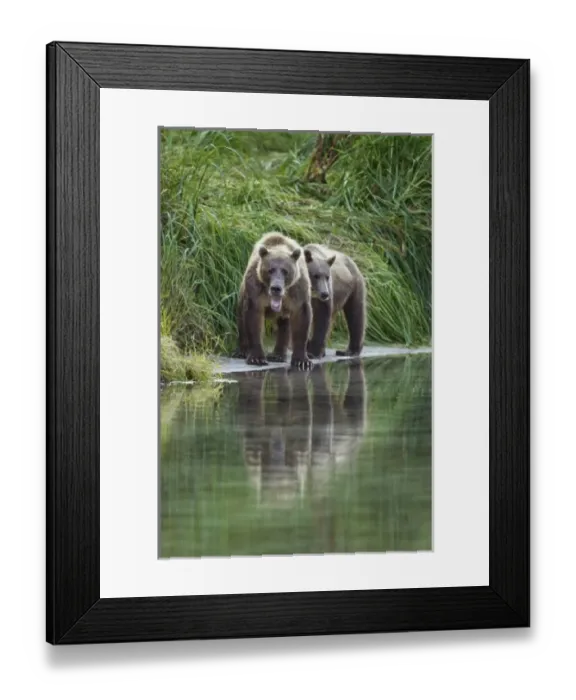 Framed Print : USA, Alaska, Katmai National Park, Grizzly Bear Sow and Cub (Ursus arctos) along Framed Print : USA, Alaska, Katmai National Park, Grizzly Bear Sow and Cub (Ursus arctos) along