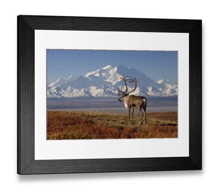Framed Print : caribou, Rangifer tarandus, bull in fall colors with Mount McKinley in the background Framed Print : caribou, Rangifer tarandus, bull in fall colors with Mount McKinley in the background