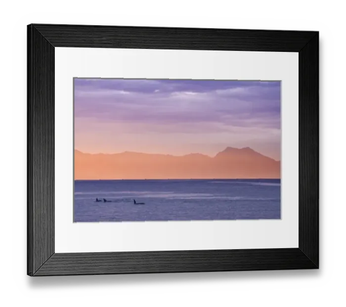 Framed Print : USA, Alaska, Ketchikan. Three orcas surface at sunset Framed Print : USA, Alaska, Ketchikan. Three orcas surface at sunset