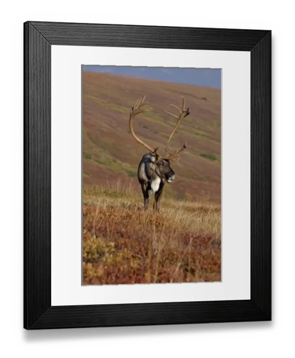 Framed Print : caribou, Rangifer tarandus, bull feeding on fall vegetation in Denali National Park