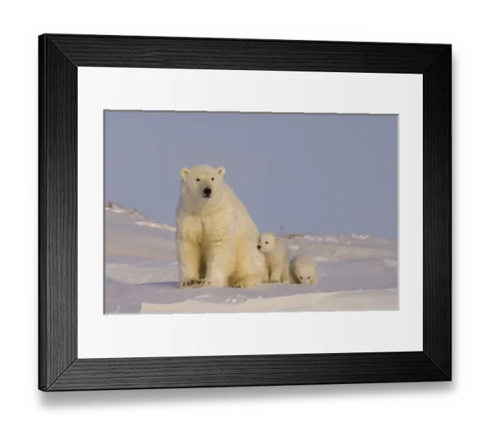 Framed Print : USA, North America, Alaska Framed Print : USA, North America, Alaska