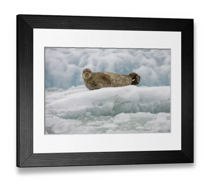 Framed Print : USA, Alaska, Tongass National Forest, South Sawyer Glacier, Harbor Seal (Phoca vitulina)