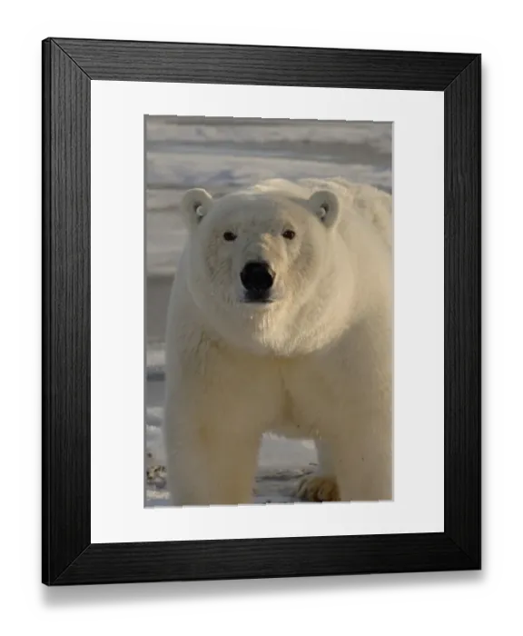 Framed Print : polar bear, Ursus maritimus, tagged on the pack ice, 1002 coastal plain of the Arctic
