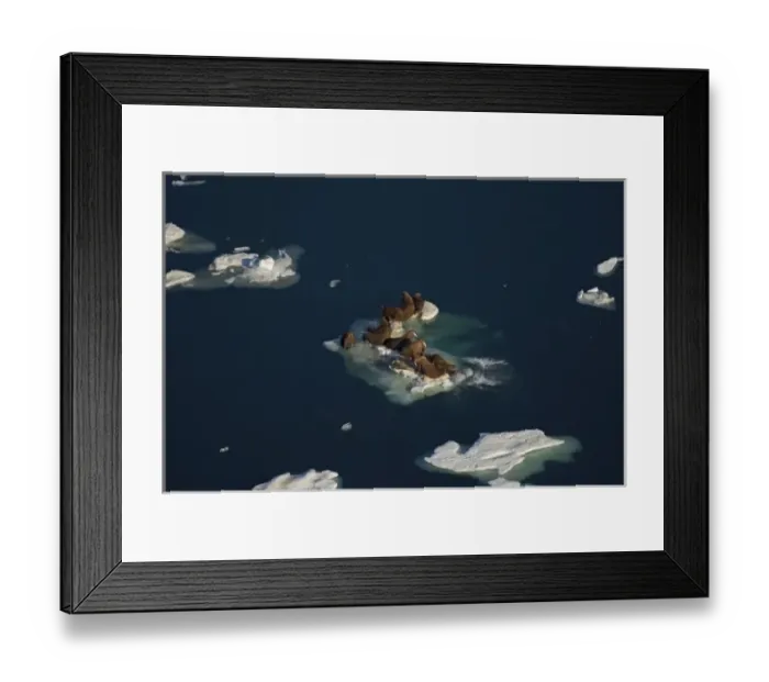 Framed Print : walrus, Odobenus rosmarus, resting on pack ice during spring breakup, Chuckchi Sea Framed Print : walrus, Odobenus rosmarus, resting on pack ice during spring breakup, Chuckchi Sea