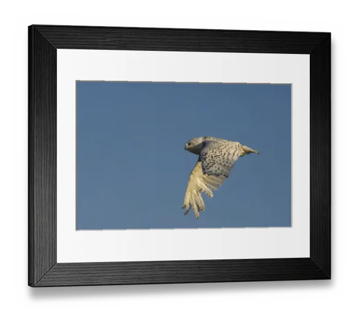 Framed Print : snowy owl, Nycttea scandiaca, in flight over the National Petroleum Reserves, outside Point Barrow Framed Print : snowy owl, Nycttea scandiaca, in flight over the National Petroleum Reserves, outside Point Barrow