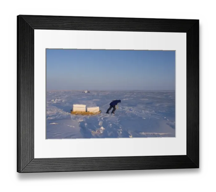 Framed Print : inupiat guide Bruce Inglangasak hauling snow blocks for an igloo snow blind, along the Arctic coast Framed Print : inupiat guide Bruce Inglangasak hauling snow blocks for an igloo snow blind, along the Arctic coast