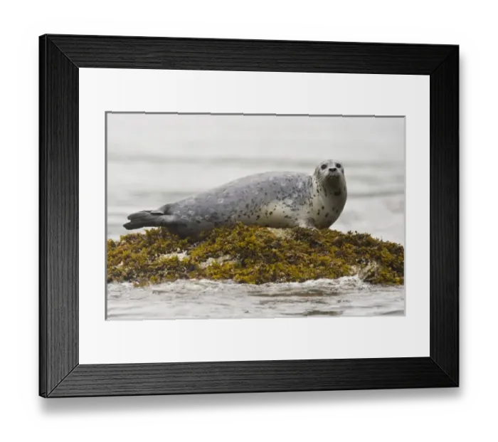 Framed Print : USA, North America, Alaska Framed Print : USA, North America, Alaska