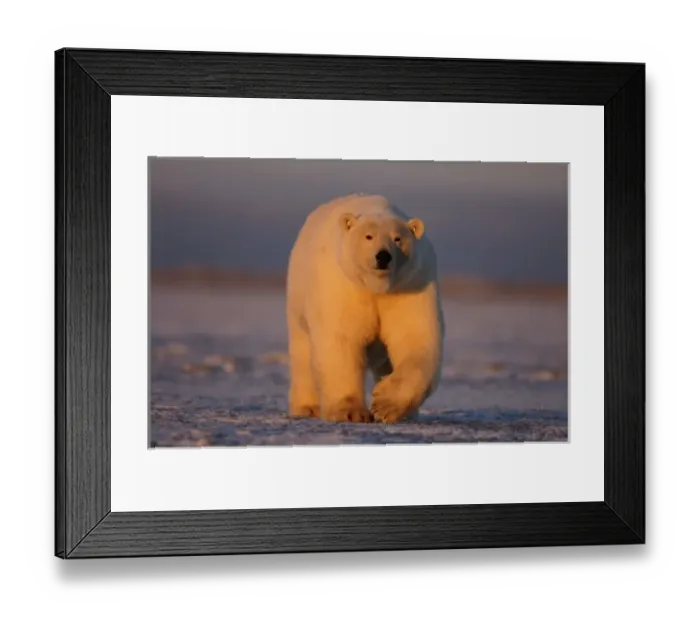 Framed Print : polar bear, Ursus maritimus, on the pack ice at sunset, 1002 coastal plain of Framed Print : polar bear, Ursus maritimus, on the pack ice at sunset, 1002 coastal plain of