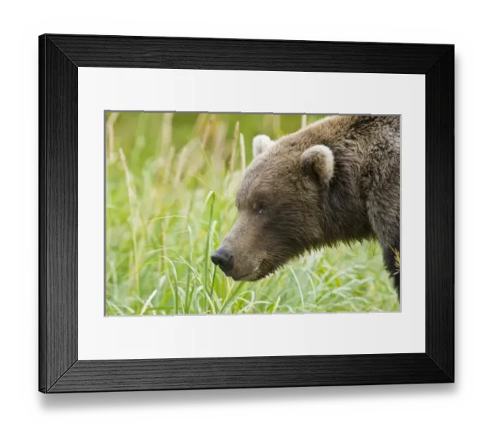 Framed Print : USA, North America, Alaska Framed Print : USA, North America, Alaska