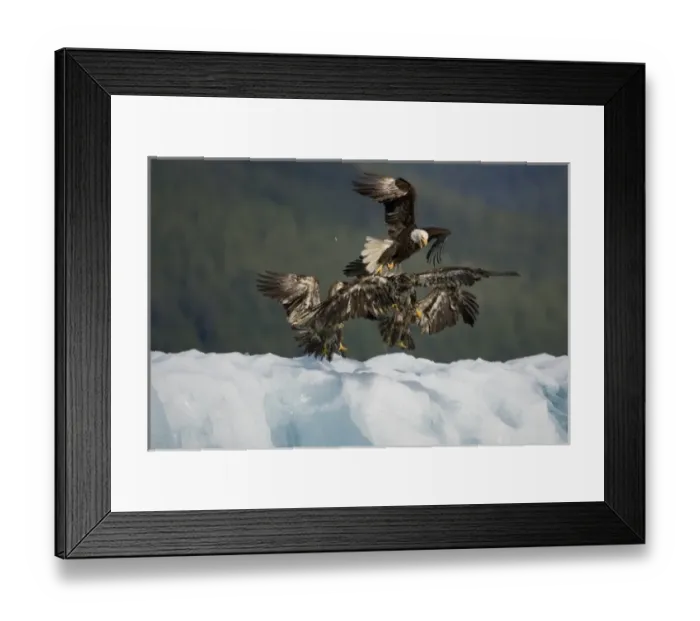 Framed Print : USA, Alaska, Tongass National Forest, Bald Eagle (Haliaeetus leucocephalus) swarmed Framed Print : USA, Alaska, Tongass National Forest, Bald Eagle (Haliaeetus leucocephalus) swarmed