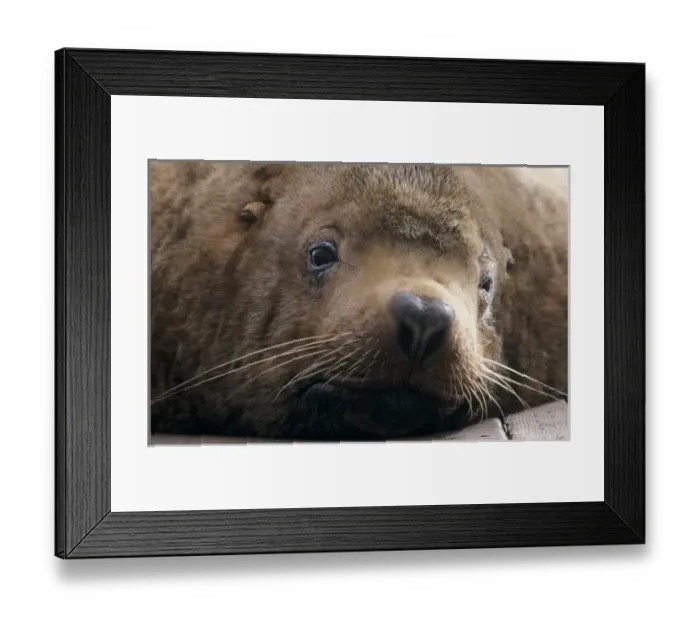 Framed Print : Stellers Sea Lion, Eumetopias jubatus, male resting on pier, Homer, Alaska, USA Framed Print : Stellers Sea Lion, Eumetopias jubatus, male resting on pier, Homer, Alaska, USA