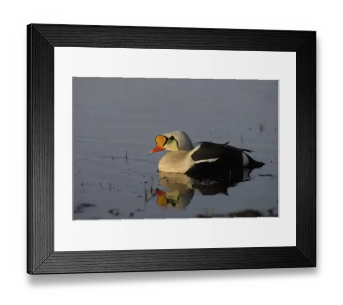 Framed Print : king eider, Somateria spectabilis, male on a freshwater lake in the National Petroleum Reserves