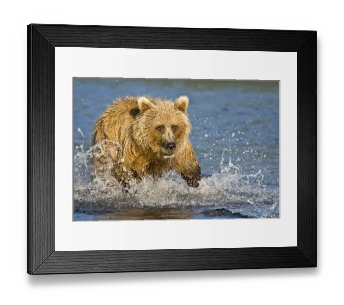 Framed Print : USA. Alaska. Coastal Brown Bear fishing for salmon at Silver Salmon Creek in Lake Clark NP