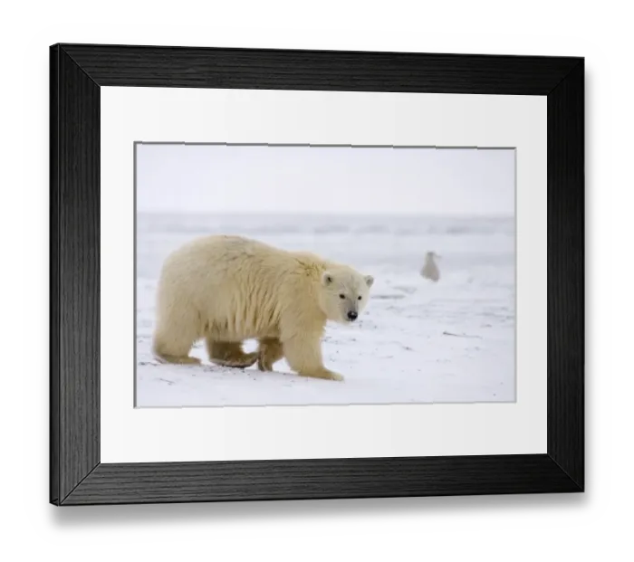 Framed Print : USA, North America, Alaska Framed Print : USA, North America, Alaska