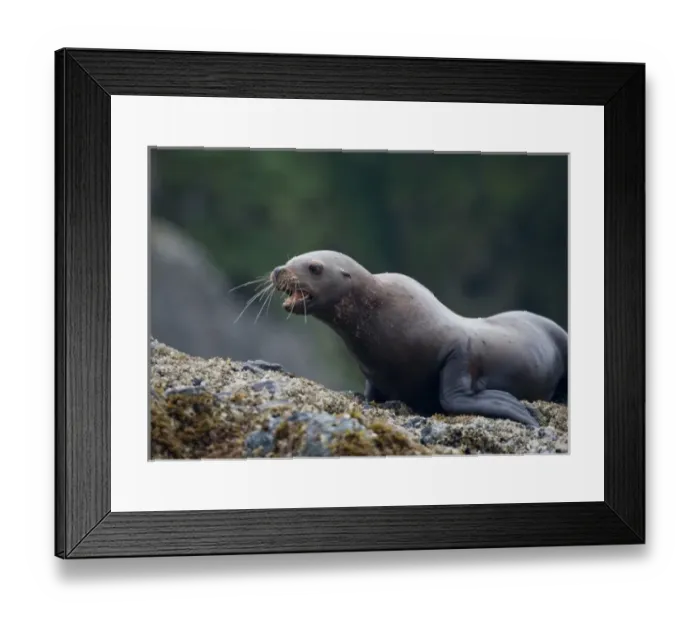 Framed Print : USA, North America, Alaska