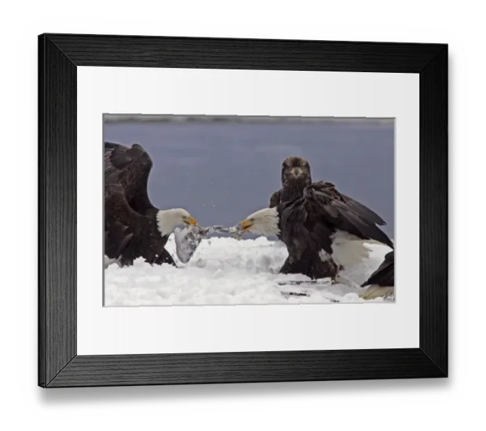 Framed Print : USA, Alaska, Chilkat Bald Eagle Preserve. Two adult bald eagles fighting over salmon Framed Print : USA, Alaska, Chilkat Bald Eagle Preserve. Two adult bald eagles fighting over salmon