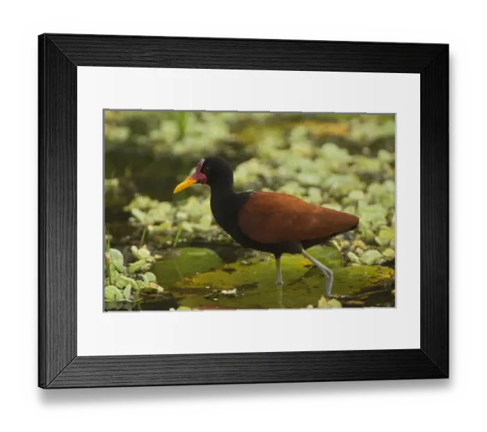 Framed Print : South America, Peru Framed Print : South America, Peru