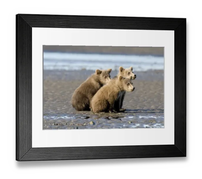 Framed Print : USA, North America, Alaska Framed Print : USA, North America, Alaska