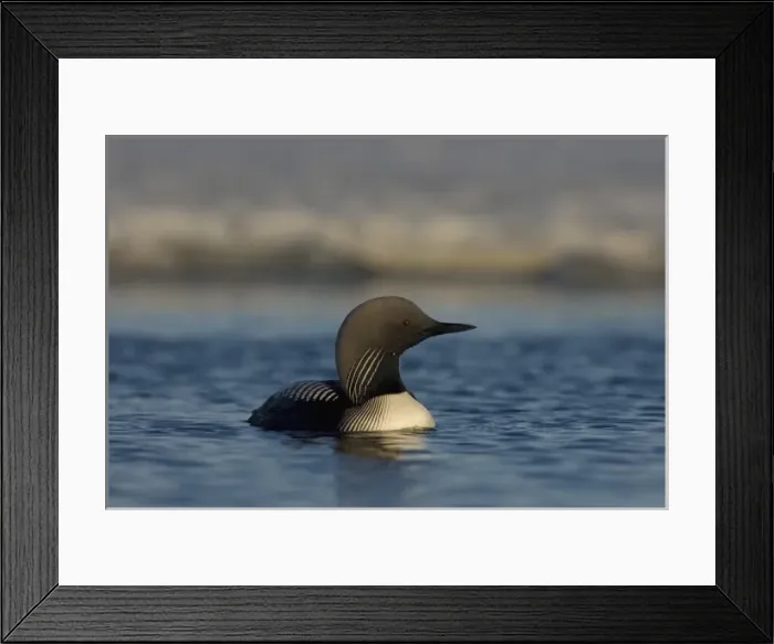 Framed Print : pacific loon, Gavia pacifica, on a freshwater lake in the National Petroleum Reserves Framed Print : pacific loon, Gavia pacifica, on a freshwater lake in the National Petroleum Reserves
