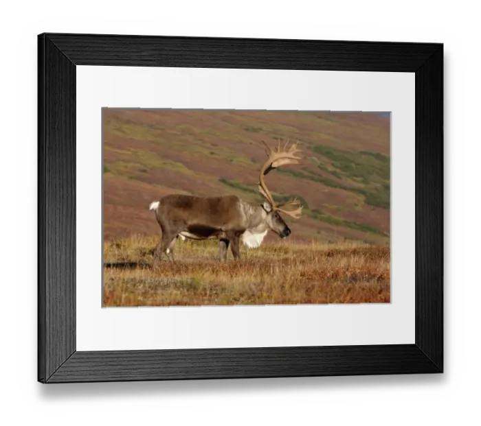 Framed Print : caribou, Rangifer tarandus, bull feeding on fall vegetation in Denali National Park Framed Print : caribou, Rangifer tarandus, bull feeding on fall vegetation in Denali National Park