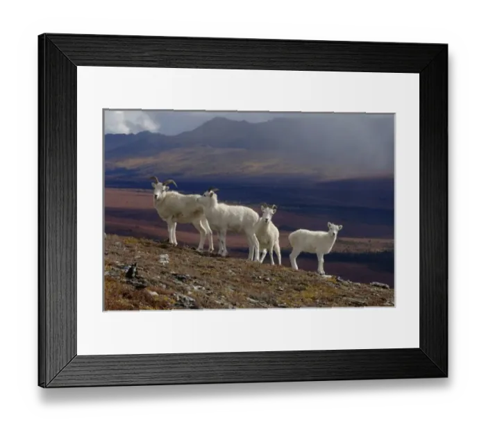 Framed Print : dall sheep, Ovis dalli, herd resting on a hillside during fall colors, Mount Margarget Framed Print : dall sheep, Ovis dalli, herd resting on a hillside during fall colors, Mount Margarget