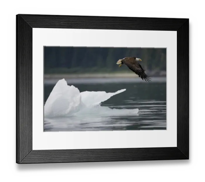 Framed Print : USA, Alaska, Tongass National Forest, Bald Eagle (Haliaeetus leucocephalus) taking