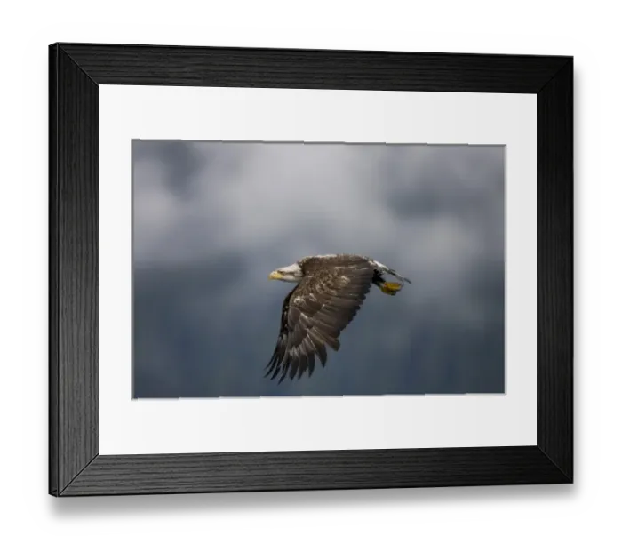 Framed Print : USA, Alaska, Tongass National Forest, Immature Bald Eagle (Haliaeetus leucocephalus)