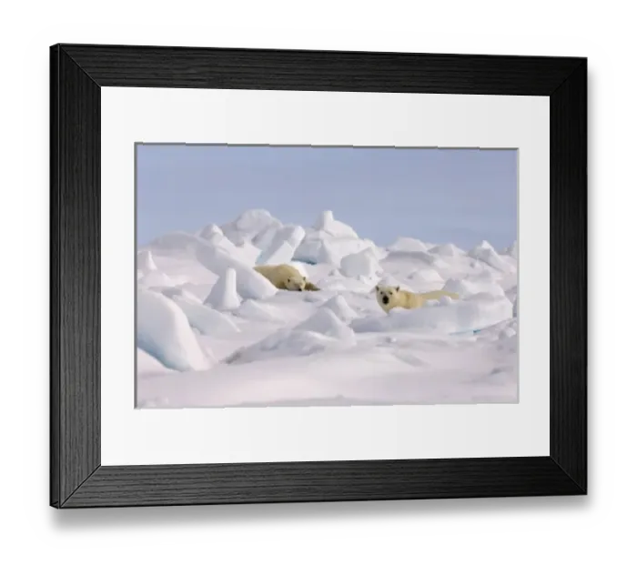 Framed Print : polar bear, Ursus maritimus, pair resting on rough ice in the frozen eastern Chuckchi Sea Framed Print : polar bear, Ursus maritimus, pair resting on rough ice in the frozen eastern Chuckchi Sea