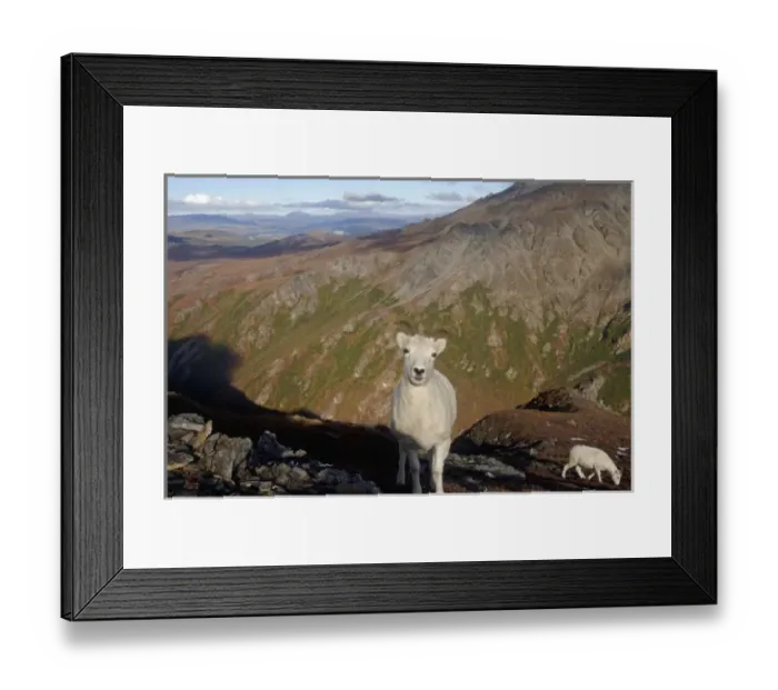 Framed Print : dall sheep, Ovis dalli, ewe on a hillside during fall colors, Mount Margaret, Denali National Park