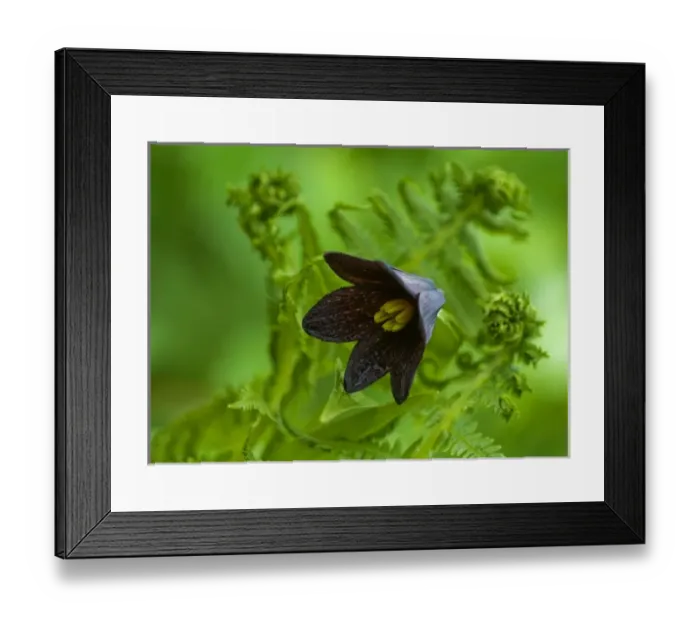 Framed Print : USA, Alaska, Inside Passage. Close-up of chocolate lily and fern