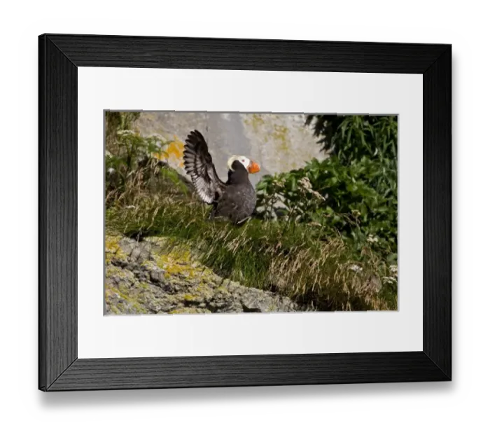 Framed Print : USA, North America, Alaska Framed Print : USA, North America, Alaska